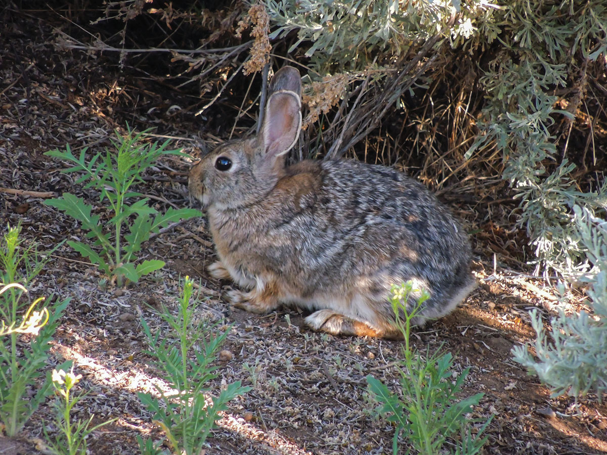 Cottontail numbers go up and down and when there are rabbits in the garden and tunneling under the outbuildings, it helps to have a long-barreled levergun close to hand.